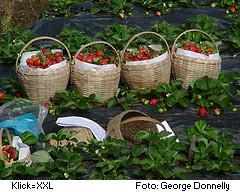 Erdbeeren in Körben, Baguio Erdbeeranflanzungen in Baguio, Philippinen