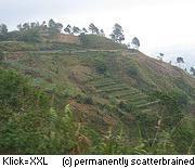 Berg-Terrassen für Gemüseanbau in Baguio, Philippinen Gemüse-Terrassen Baguio, Philippinen