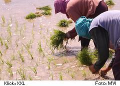 Ifugao pflanzen Reis in Banaue
