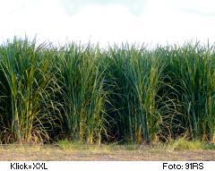 Zuckerrohr-Plantage auf Negros Philippinen