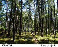 Wald-Spaziergang bei Sagada, Philippinen